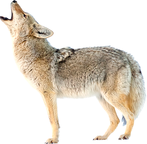 Photo a coyote howling