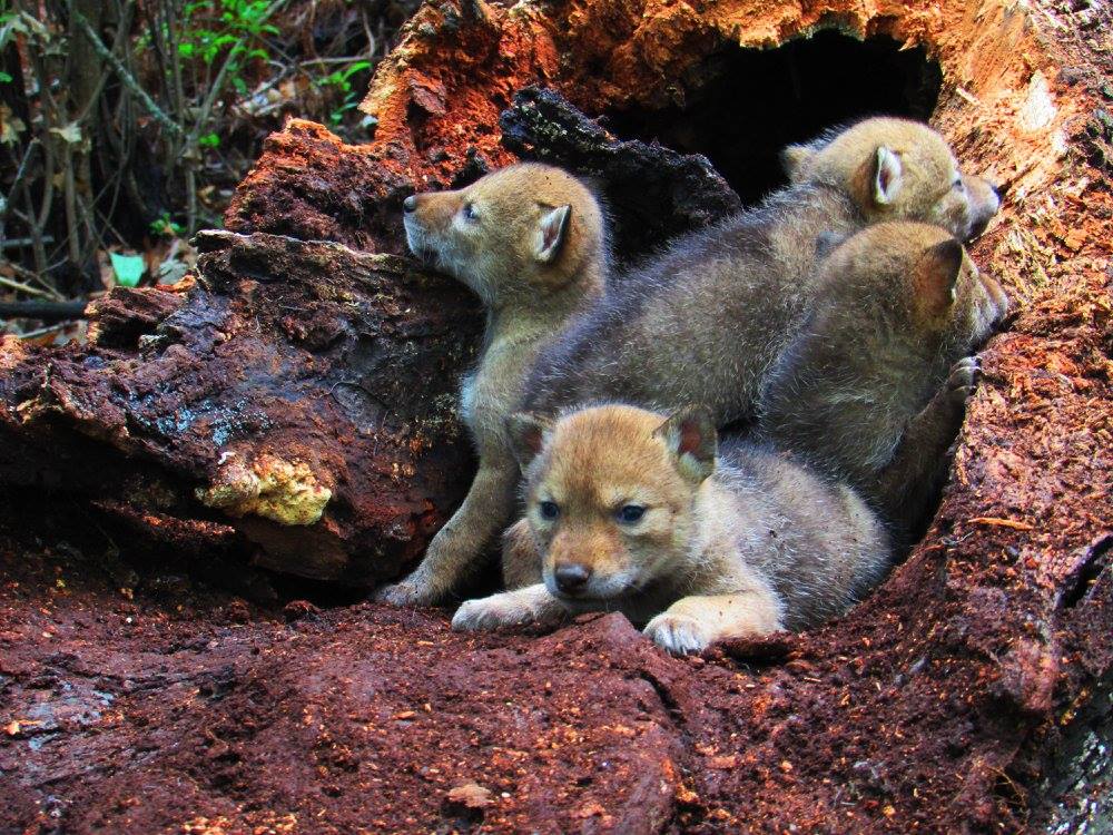 coyote pups in tree den