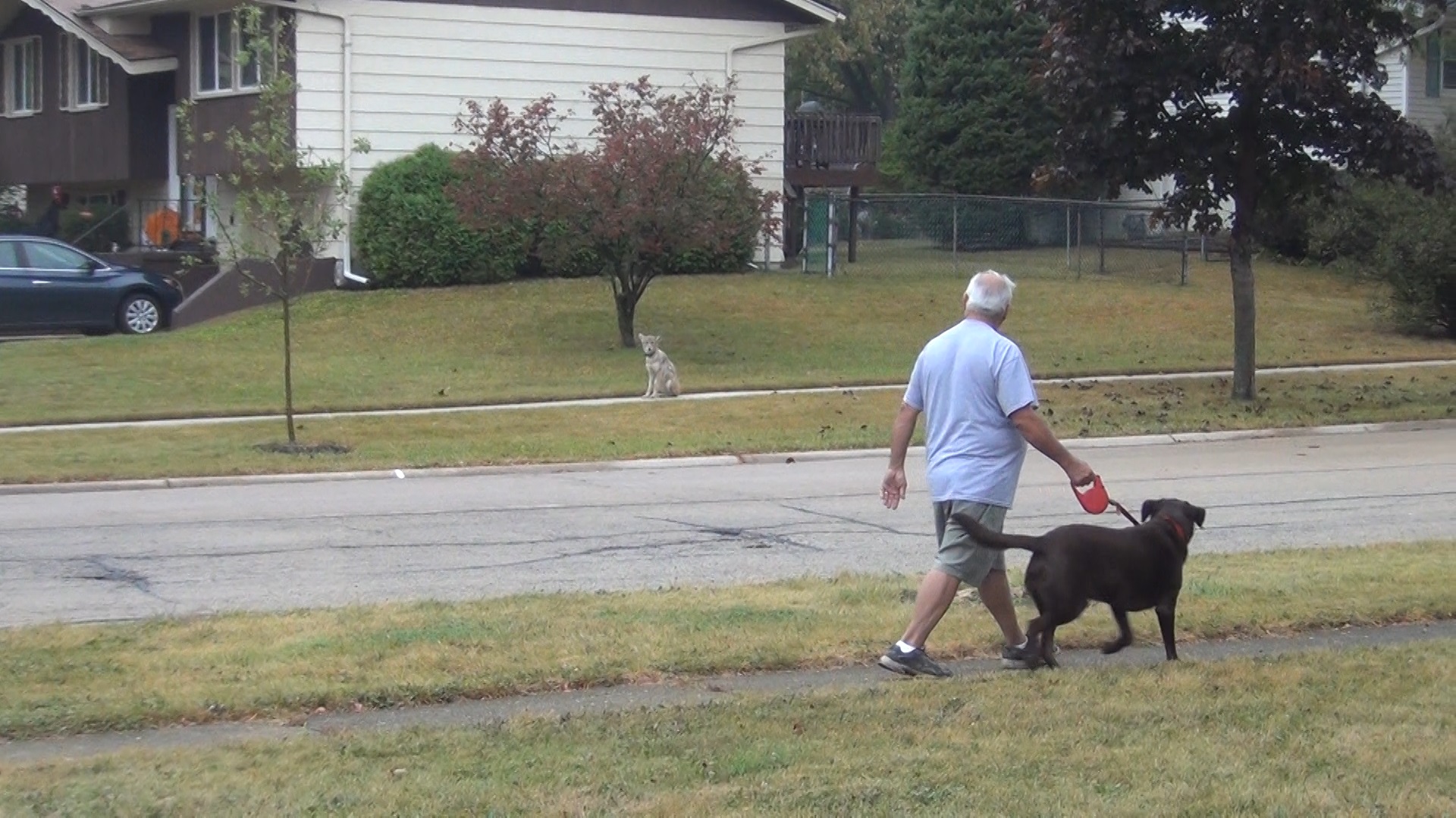 Man walking near coyote with dog on leash