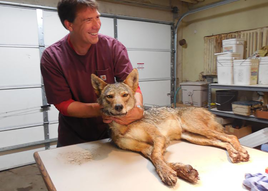 Image of Dr. Stan Gehrt with a sedated coyote