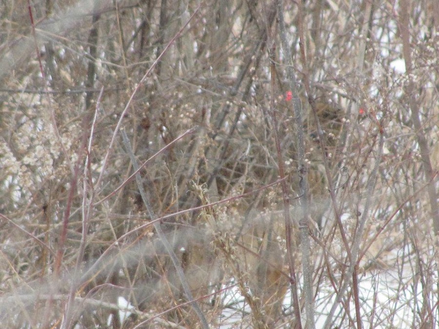 Coyotes show us they live among us though often are hidden