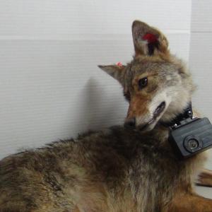 coyote outfitted with crittercam