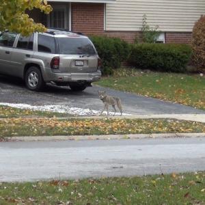 Coyote in neighborhood