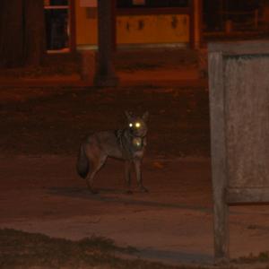 Coyote in city